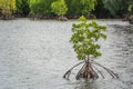 mangrove tree in the sea