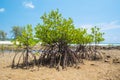 Mangrove tree at the shore sea beach Royalty Free Stock Photo