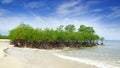 Mangrove tree. Siquijor island, Philippines Royalty Free Stock Photo