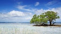 Mangrove tree. Siquijor island, Philippines Royalty Free Stock Photo