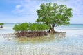 Mangrove tree. Siquijor island, Philippines Royalty Free Stock Photo