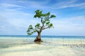 Mangrove tree. Siquijor island, Philippines Royalty Free Stock Photo