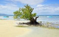 Mangrove tree. Siquijor island, Philippines Royalty Free Stock Photo