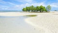 Mangrove tree. Siquijor island, Philippines Royalty Free Stock Photo