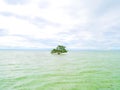 A mangrove tree standing in intertidal zone of the sea.