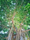 Bringin tree in Utama Raya Beach Royalty Free Stock Photo