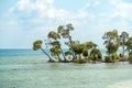 Mangrove tree at Vijaynagar beach at Havelock island