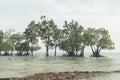 Mangrove tree at Vijaynagar beach at Havelock island,