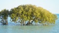 Mangrove tree in the water during high tide at the beach in Broome, Western Australia.