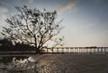 Mangrove tree and wooden bridge