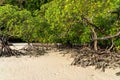 Mangrove treees in Mai Ngam beach, Surin island national park, Phang Nga, Thailand Royalty Free Stock Photo