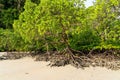 Mangrove treees in Mai Ngam beach, Surin island national park, Phang Nga, Thailand Royalty Free Stock Photo