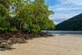 Mangrove treees in Mai Ngam beach, Surin island national park, Phang Nga, Thailand Royalty Free Stock Photo