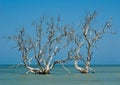 Mangrove Trees Royalty Free Stock Photo