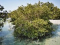 Mangrove trees in Al Jubail Park in Abu Dhabi,UAE. Royalty Free Stock Photo