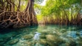 Mangrove trees along the turquoise green water in the stream. mangrove forest