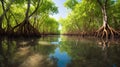 Mangrove trees along the turquoise green water in the stream. mangrove forest