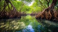 Mangrove trees along the turquoise green water in the stream. mangrove forest