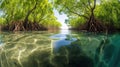 Mangrove trees along the turquoise green water in the stream. mangrove forest