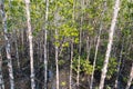 Mangrove forest view.