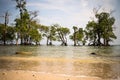 Mangrove trees on the beauty beach