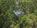 Mangrove Forest, Caroni Swamp, Trinidad and Tobago