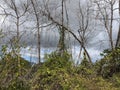 Mangrove Forest, Caroni Swamp, Trinidad and Tobago