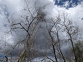 Mangrove Forest, Caroni Swamp, Trinidad and Tobago