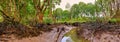 Mangrove trees and mangrove forest at low tide