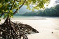 Beach mangrove, mangrove forest plant growing by the ocean sand beach showing roots Royalty Free Stock Photo