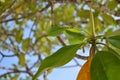 Mangrove trees