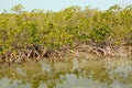 Mangrove trees growing in tropical mangrove swamp