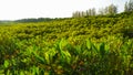 Mangrove trees name is Thung Prong Thong forest in Rayong at Thailand. soft focus shot Golden Meadow Mangrove forest green leaves Royalty Free Stock Photo