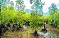 Mangrove trees in national park natural Utria next to Nuqui, Colombia