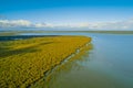 Mangrove trees in ocean salty shallow water.