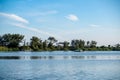 Mangrove trees and other vegetation growing on the edge of Marapendi Lagoon, in Barra da Tijuca, Rio de Janeiro. Royalty Free Stock Photo