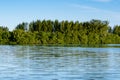 Mangrove trees and other vegetation growing on the edge of Marapendi Lagoon, in Barra da Tijuca, Rio de Janeiro