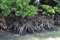 Mangrove Trees, Philippines Royalty Free Stock Photo