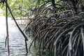 Mangrove Trees, Philippines Royalty Free Stock Photo