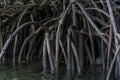 Mangrove Trees, Philippines Royalty Free Stock Photo