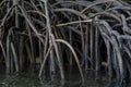 Mangrove Trees, Philippines Royalty Free Stock Photo