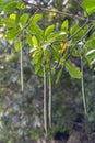 Mangrove Trees, Philippines Royalty Free Stock Photo