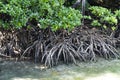 Mangrove Trees, Philippines Royalty Free Stock Photo