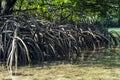 Mangrove Trees, Philippines Royalty Free Stock Photo