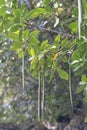 Mangrove Trees, Philippines Royalty Free Stock Photo