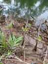 Mangrove trees planted along the river, muddy soil