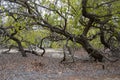 Mangrove trees, Playa Espumilla, Santiago Island, Galapagos Islands