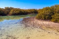 Mangrove trees in Ras Mohammed national park, Sinai peninsula in Egypt Royalty Free Stock Photo