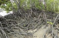 Mangrove trees and roots