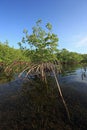 Mangrove trees in shallow water in Card Sound, Florida.